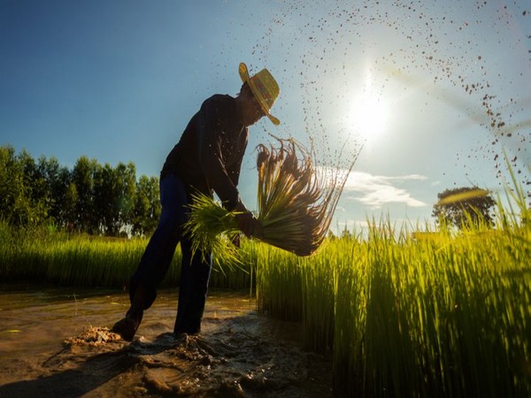 World Bank approves US$255M loan to provide agricultural support for climate-resilient rice production in Hunan province