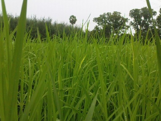 Tripura govt starts procuring paddy from farmers