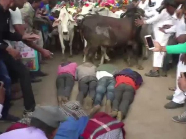 MP: Villagers allow hundreds of cows to run over them as Diwali ritual 