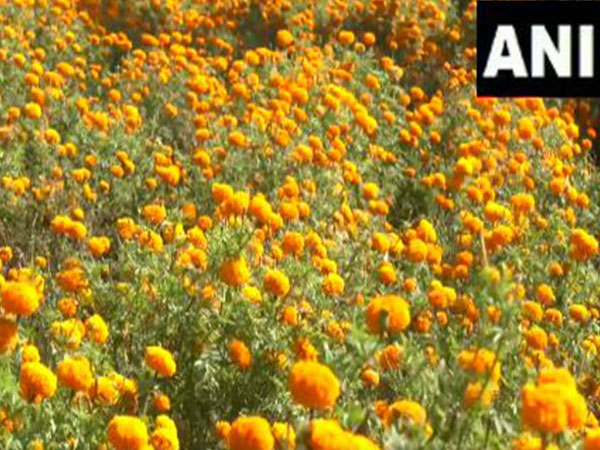 Udhampur's Marigold Boom: Diwali Profits Blossom for Local Farmers