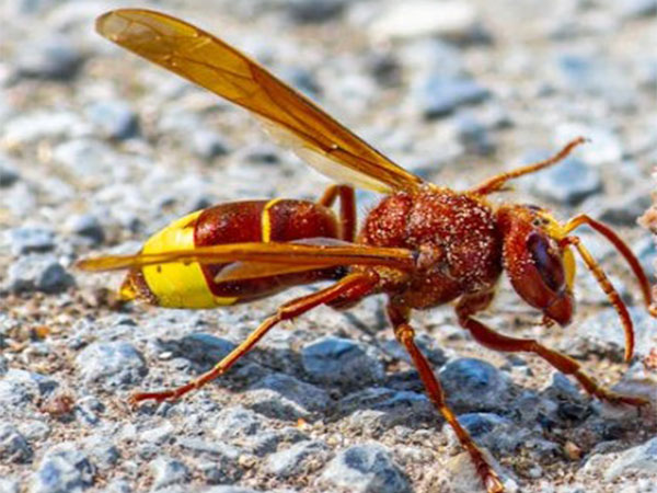 Oriental Hornets: The Remarkable Insect Immune to Alcohol's Perils