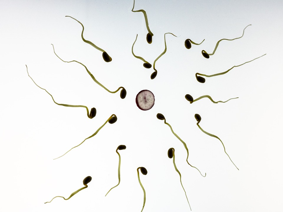 Posthumous sperm donation should be allowed, say UK experts