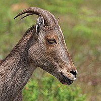 TN undertakes project to conserve Nilgiri tahr