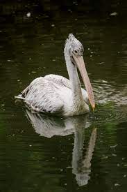 Grey pelicans succumb to nematodes infection in AP