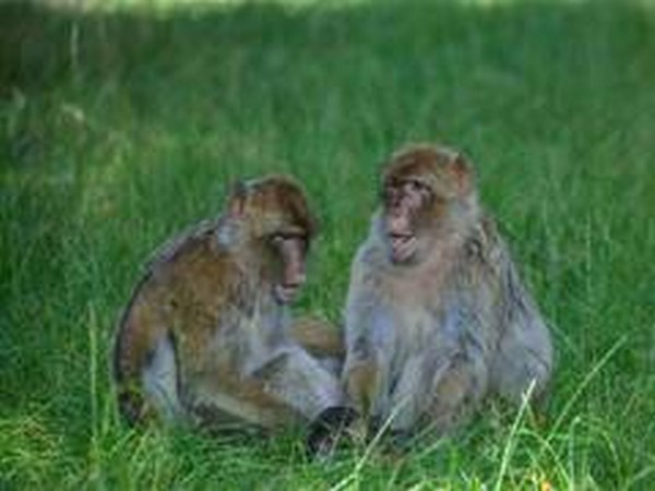 Delhi drops surgical sterilisation plan to control monkey population