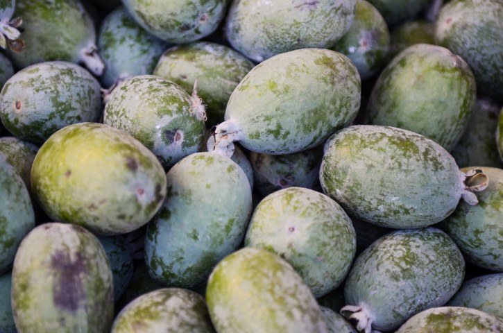 Fungal disease guava moth spreading south to Waikato and Coromandel