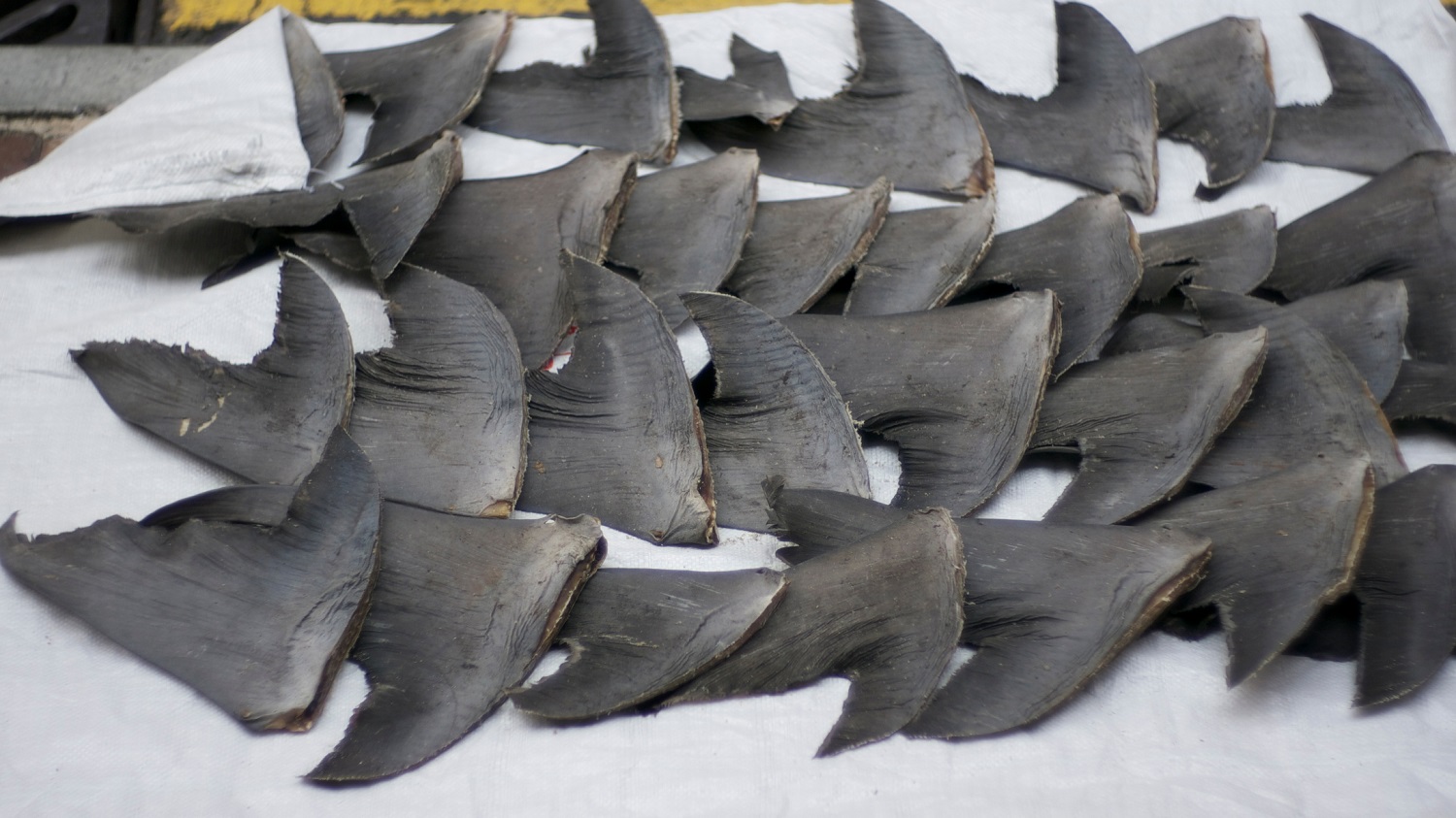 In shark fin export capital Peru, Asian demand threatens local species