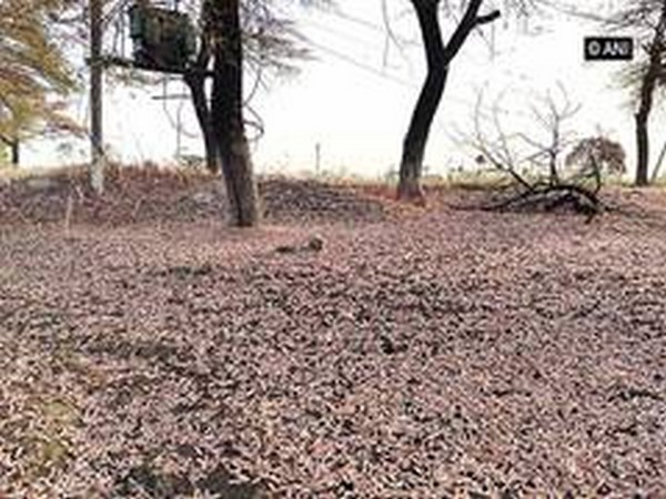 Palghar collector warns farmers of locusts damaging crops, suggests spraying insecticides 