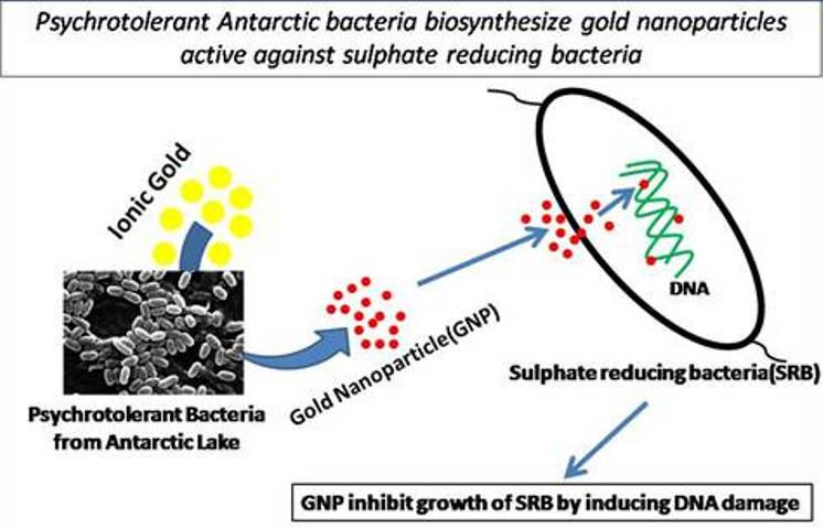 NCPOR, Goa University synthesize gold nanoparticles using Antarctic bacteria