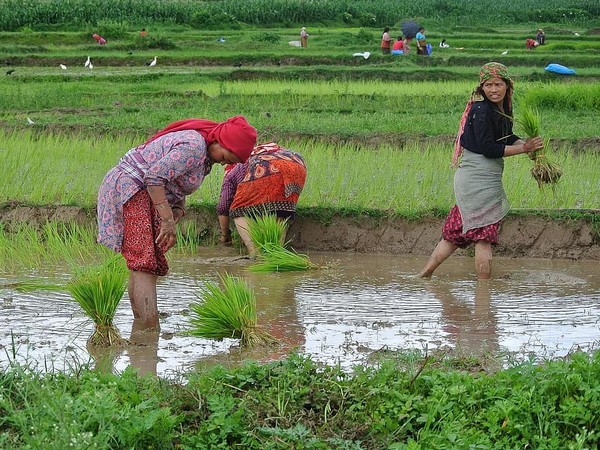 Nepali farmers busy planting paddy as monsoon sets in
