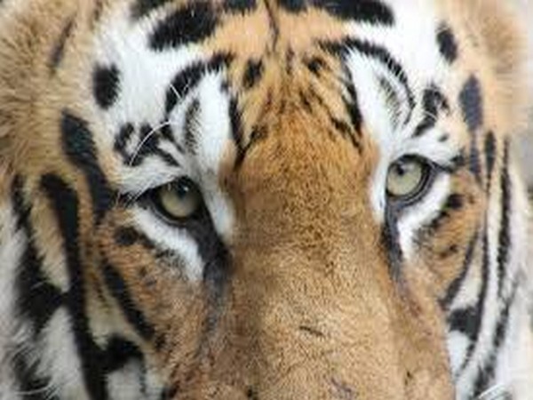 Tiger on prowl captured in Wayanad