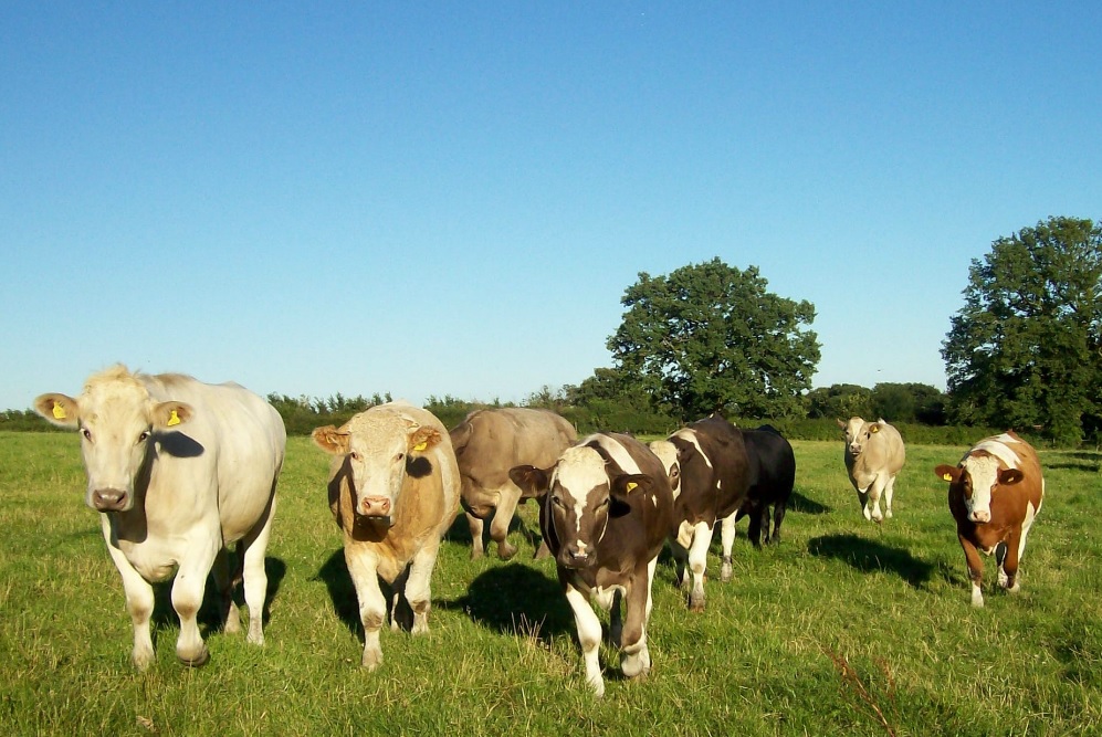 Data-driven approach to improving livestock productivity, sustainability