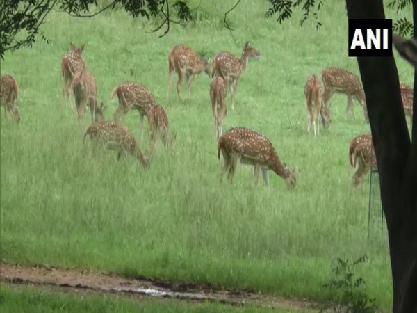 Jharkhand's Palamu Tiger Reserve witnesses rise in animal population during COVID-19