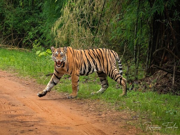 WII confirms presence of tigers in Jharkhand's PTR: Official