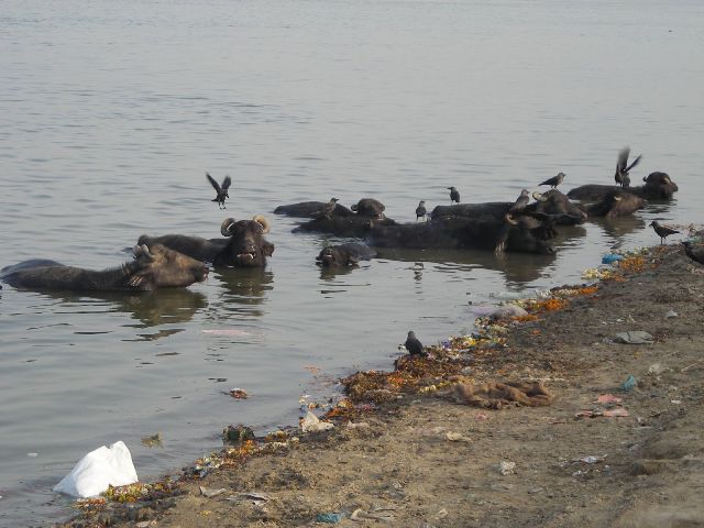 Kanpur authorities order "immediate closure" of 91 leather tanneries polluting Ganga
