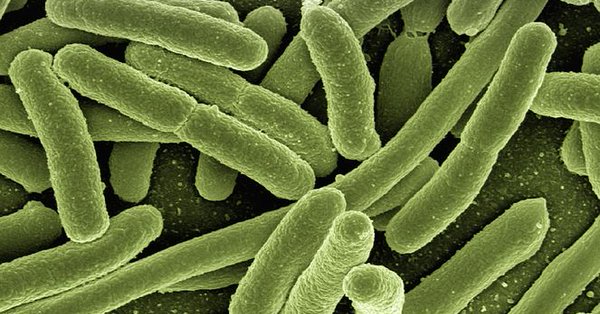First gut bacteria determines ability to fight chronic diseases later