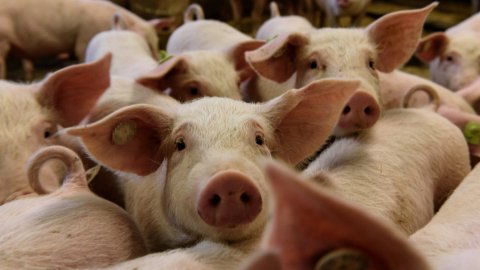 China's agriculture ministry says African swine fever outbreaks originated outside country