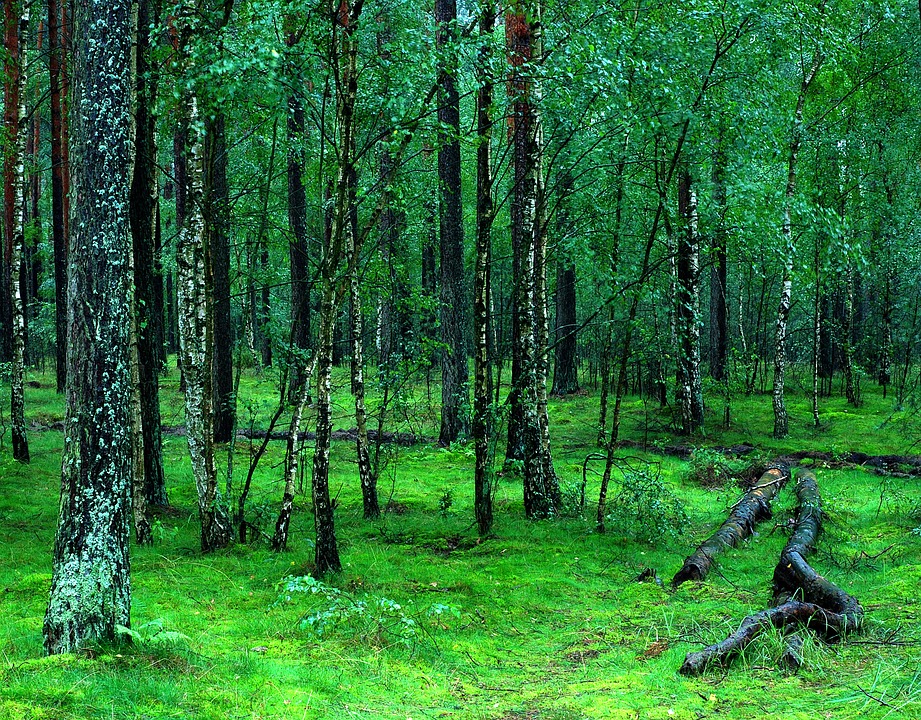 Forests are unsung hero of our struggle to address climate change: Scientists 