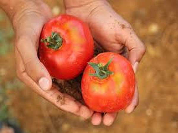 Price of tomato in Karachi skyrockets to Rs 400 per kg: report