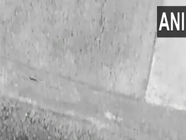 Infrared Drones Capture Wolves Amidst Bahraich Attacks