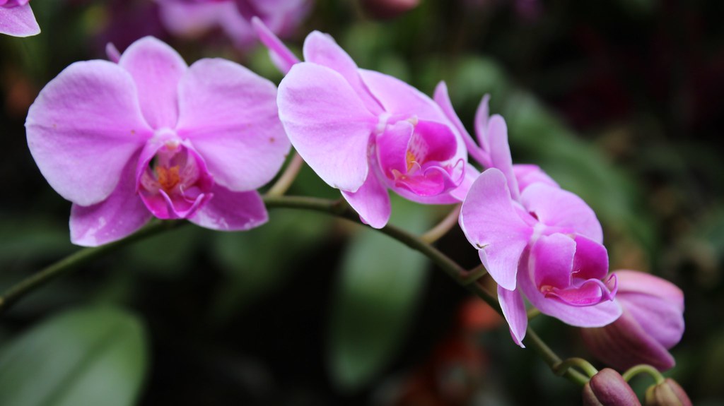 Electrician strives to grow 2,000 orchids in Bengal steel city