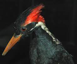 Ivory-billed woodpecker granted 6-month reprieve from U.S. extinction list