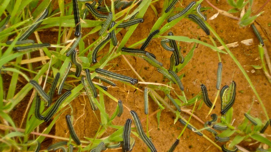 FEATURE-Lives destroyed as armyworms invade Philippine 'onion capital'