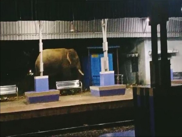 Andhra Pradesh: Elephant spotted roaming in Parvathipuram station, villagers in panic 