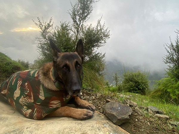 Heroic Canine Phantom's Ultimate Sacrifice in J&K Counter-Terror Operation