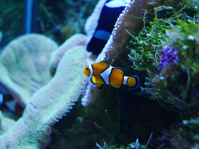 Swapping bacteria may help 'Nemo' cohabitate with fish-killing anemones: Study
