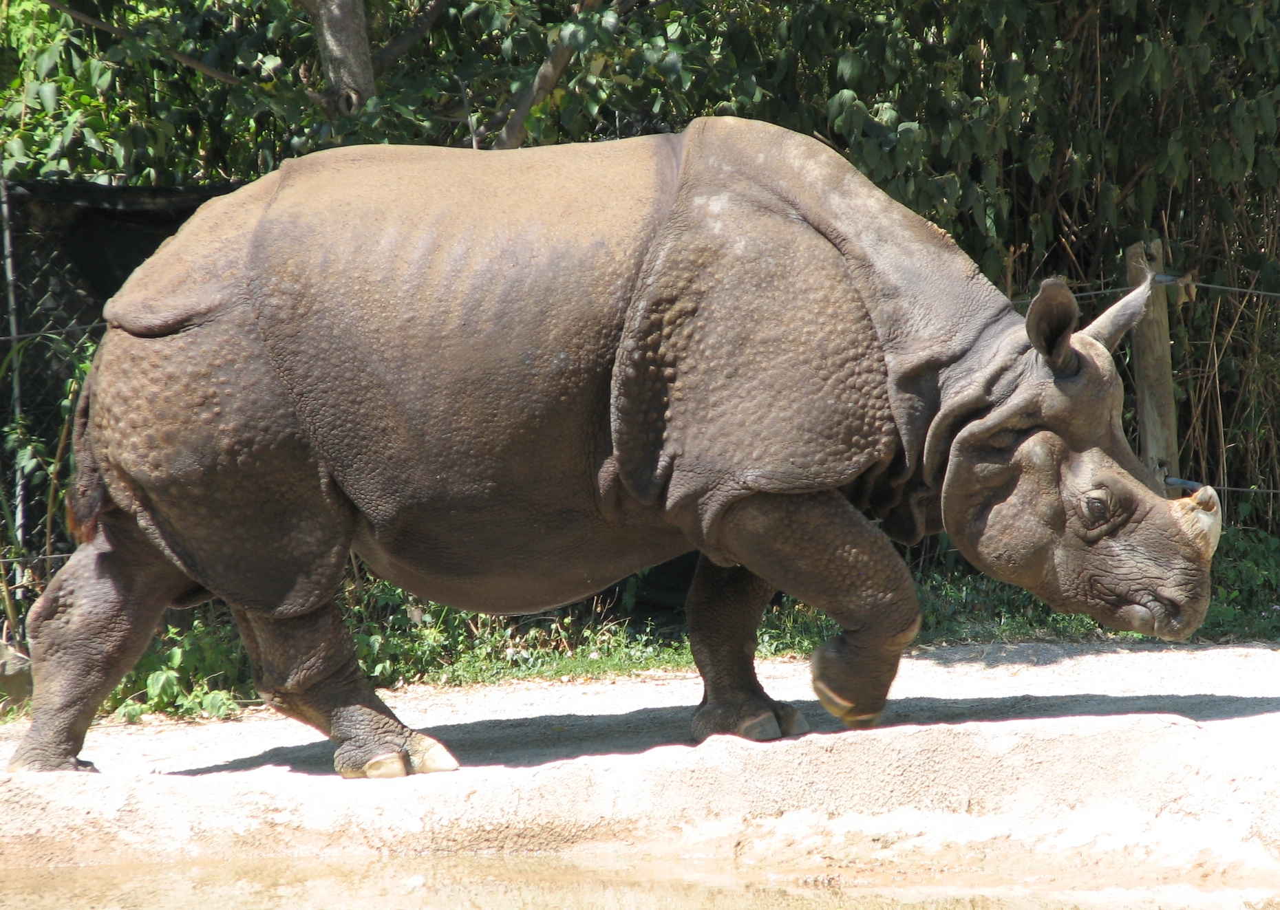 Rhinos in Kenya face a new threat: bacteria - study