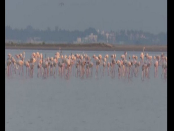 Thousands of Australian flamingos arrive in Rameswaram