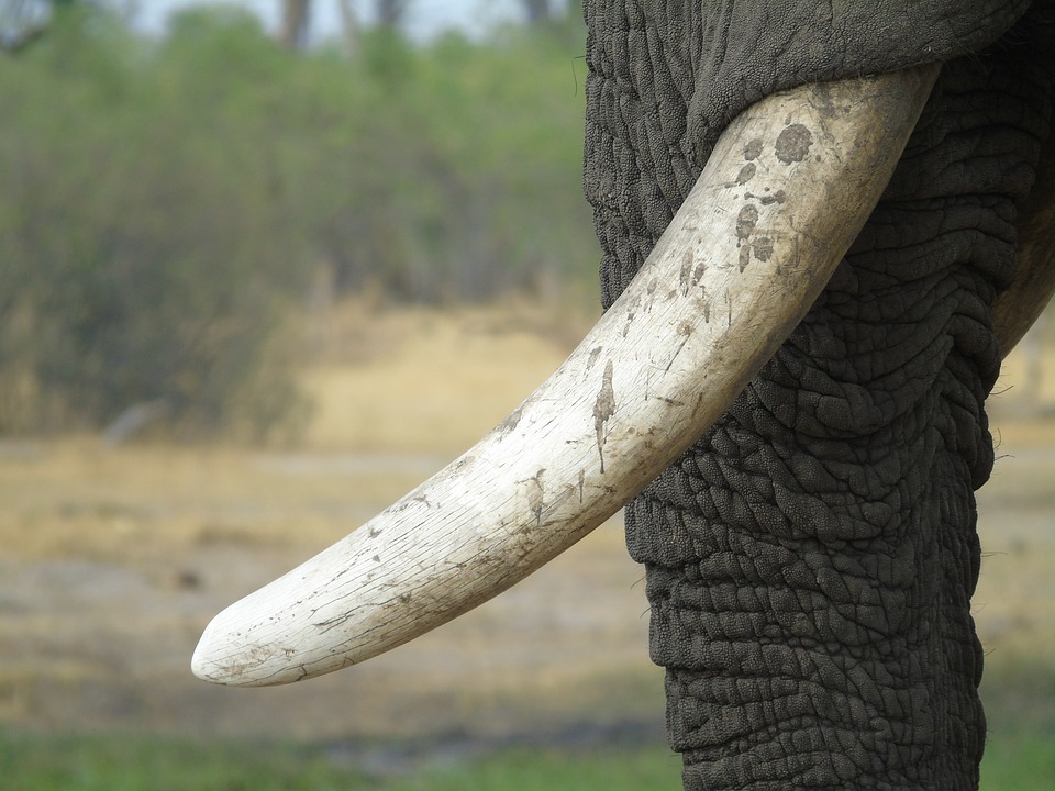 UPDATE 1-Yahoo Japan to end ivory sales - sources