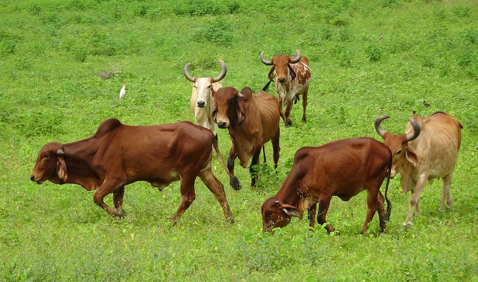 Cameroon makes plans to extensively boost dairy industry