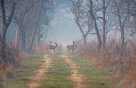 Maha: Over 200 wild animals spotted during survey at Pench Tiger Reserve