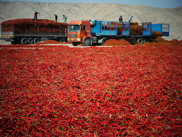 Over 40,000 kg of Chinese dried chili with excessive pesticide residue seized at Taiwan border 