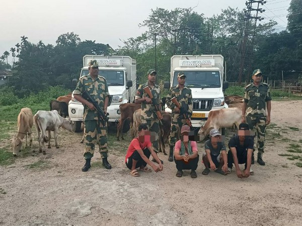 BSF foils cattle, sugar smuggling attempt; four arrested