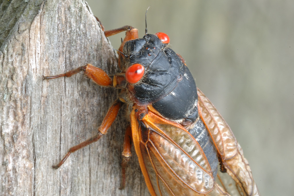 EXPLAINER-When the double brood of cicadas will come out - and what to expect