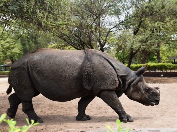 Rhino habitats in Assam facing threat from invasive plant species