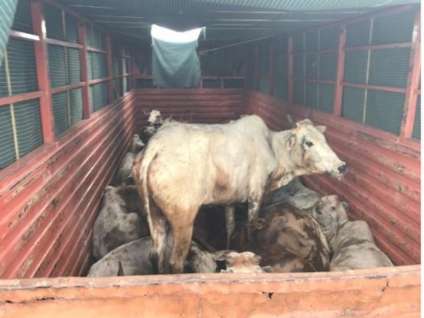 Two arrested for illegally transporting cows, oxen in Andhra Pradesh 