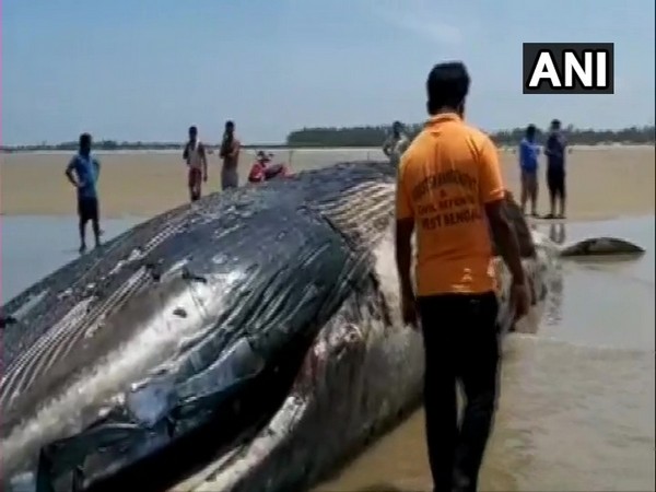 36-ft-long whale found dead on West Bengal's Mandarmani Beach