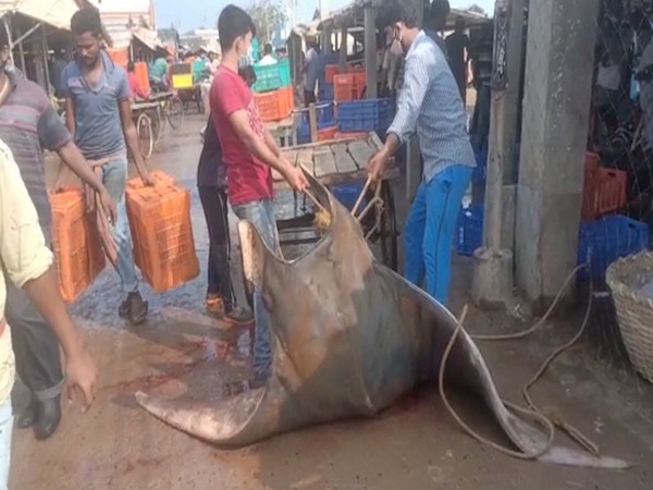 Giant Devil Ray weighing 600 kgs caught in West Bengal