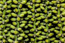 Guar seed futures decline amid abundant supply