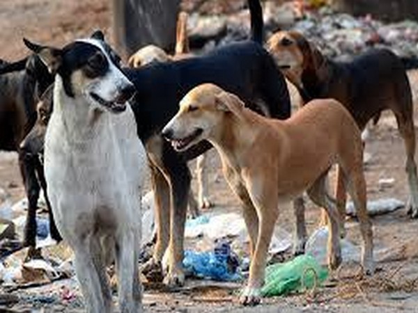 Stray dog attack: NGO holds awareness campaign at Vasant Kunj
