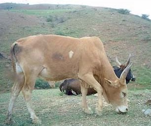 Heat, humidity kill hundreds of US cattle during world's hottest month