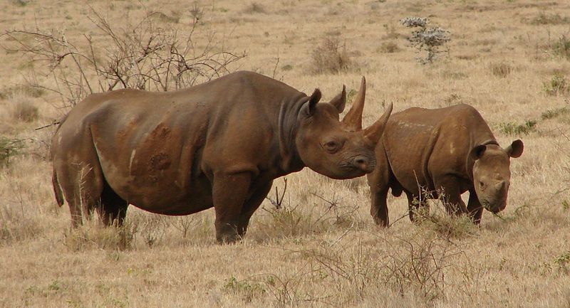 Rhino poaching falls sharply in South Africa but need to do more