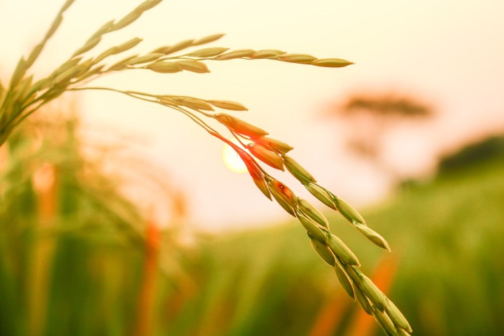 Scientists discover novel way to grow rice plant clones from seeds