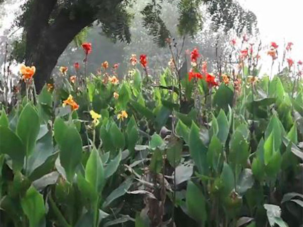 Yamuna Vatiika: A Floral Haven in Delhi's Green Transformation