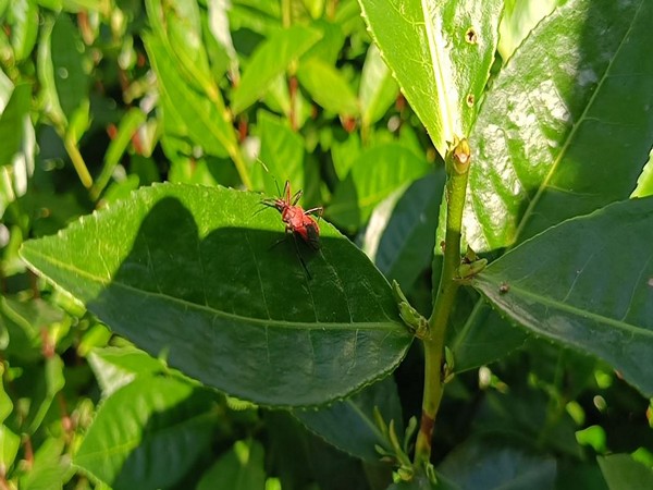 Revolutionizing Tea Pest Control: Assam's Organic Solution