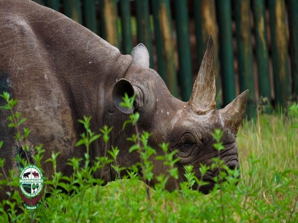 World's oldest black rhino, Fausta dies at 57